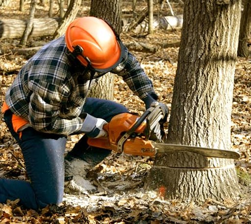 Tree Removal in Concord, VT